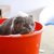 猫用シャンプーのおすすめ人気商品5選！選び方や洗うコツ