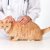 猫の回虫予防の薬「レボリューション」効果や使い方、他の駆虫薬との違い