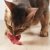 猫が生肉を食べると得られる４つのメリット
