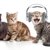 猫の鳴き声がうるさい原因とその対処法