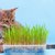 猫草の育て方を解説！栽培場所や水栽培の方法まで
