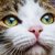 猫の目の病気７つ 原因や予防の方法