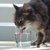猫が一日に必要な水の量を解説！飲まない時、飲み過ぎの時の原因