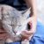 【動物介護士解説】シニアや介護期の愛猫にしてあげたいマッサージ方法