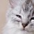 猫の結膜炎は目薬だけで完治する？点眼する期間や種類、さし方まで