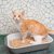 猫のトイレチップはどう選ぶ？システムトイレにおすすめ商品４選