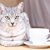猫のマグカップおすすめ人気ランキング10選！Amazon、楽天以外で買えるお店も紹介