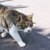 猫の歩き方の特徴と歩行異常について