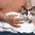 猫のてんかん発作の症状と治療法