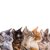 猫の雑種の種類10選！それぞれの特徴や性格