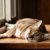 【動物介護士が解説】寝たきりになった愛猫への正しい介護方法