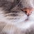 猫が鼻ちょうちんを出す原因、対処法