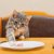猫が魚肉ソーセージを食べるのは大丈夫？食べたがる場合の対策など