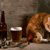 猫にビールを絶対に与えてはいけない理由