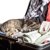 猫を海外に連れて行くためには何が必要？出国時の手続きや予防接種など