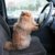 猫をドライブに連れていく際の注意点！車酔い対策や便利グッズまで