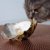 猫は牡蠣を食べても大丈夫？与える時の注意点や栄養素