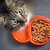 高齢の猫に食べさせる食事の特徴や回数、おすすめのフード