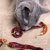 猫が唐辛子を食べてはいけない理由と対処法