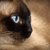 シャム猫の特徴と飼育する上での5つのポイント