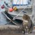 瀬戸内にある猫とアートの島「直島」の魅力