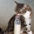 猫に牛乳を与えても良い？与える時の注意点を解説！