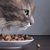 猫の餌の種類と選び方や手作り方法