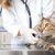 猫に腫瘍がある時の対処法と考えられる病気