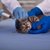 【猫の耳血腫】症状や原因、治療から予防法まで解説
