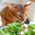 猫はパセリを食べても大丈夫？有毒な植物についても解説