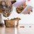 安い猫の餌の選び方や注意点、おすすめ商品まで