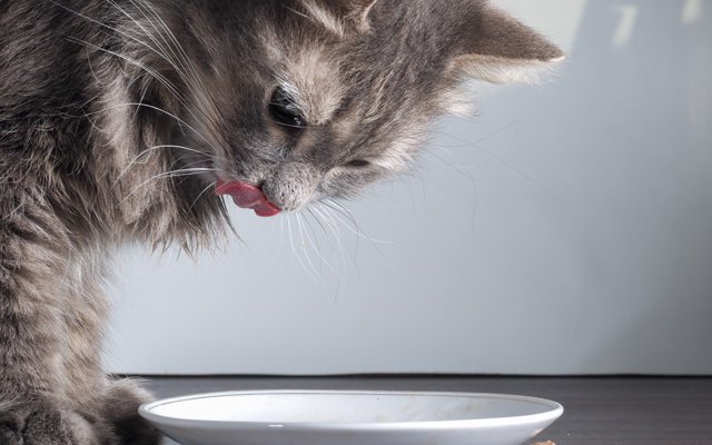 醤油を注ぐとネコが浮き出てくる「猫醤油皿」がかわいい | ねこちゃんホンポ