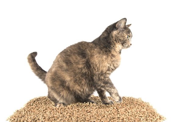 猫砂を選ぶ方法や素材別のおすすめ商品  ねこちゃんホンポ