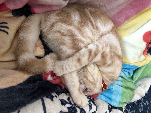 かわいい】猫が「まぶしい寝」する理由５つ | ねこちゃんホンポ
