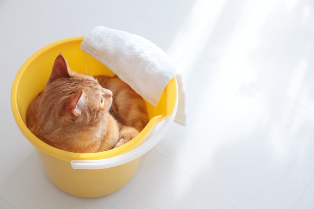 12866円 【お取り寄せ】 ネコ 完全半密閉型猫のゴミ箱の引き出しトップエントリー猫のトイレ防止砂臭防止の大きな若い単純な猫のゴミ箱の供給 トイレボックス Color : Pink
