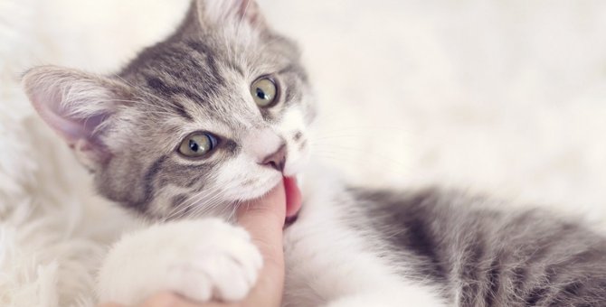 猫が飼い主を噛むのはなぜ？３つの理由と対処法