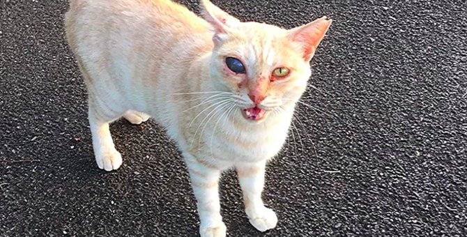 目が腫れてしまった猫…摘出か現状維持か事態の行方は？