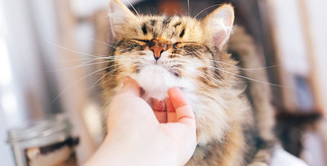 猫を『幸せにする方法』はある？試したい５つの事