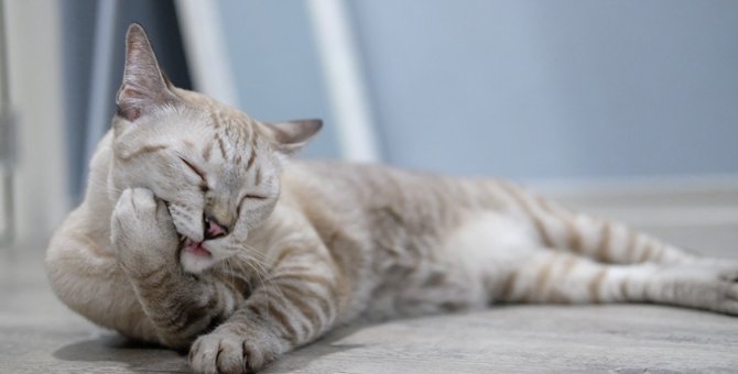 猫の『足を噛むとき』に考えられる病気5選！軽傷から放置NGな症状まで解説