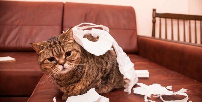 猫が『家を荒らしてしまう』ときに考えられること4つと対策