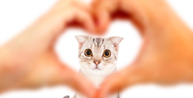 猫がしている『飼い主からの愛情のはかり方』6選