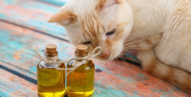 猫にオリーブオイルを与えても大丈夫？効果と正しい飲ませ方