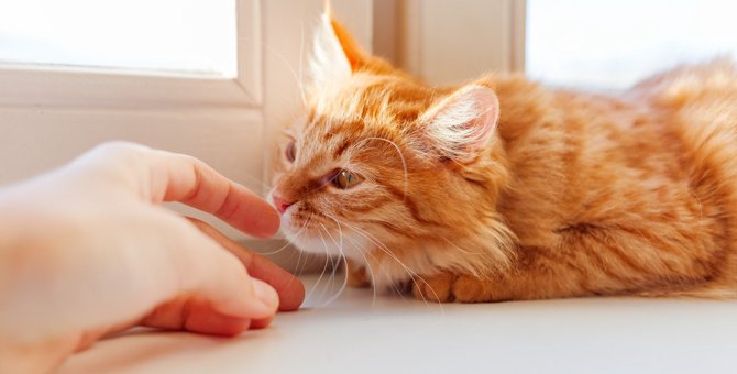猫が『好きな香り・嫌いな香り』5選！飼い主が注意すべきポイントとは？