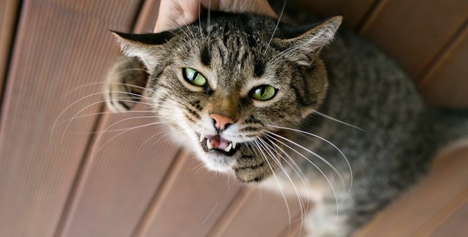猫に絶対『触っちゃダメ』な5つシーン