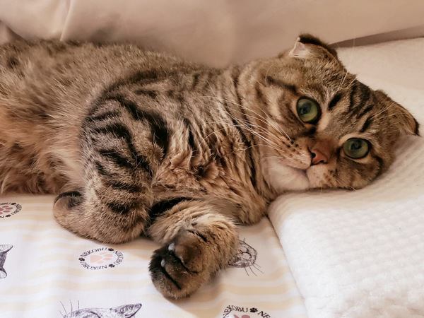 猫が人の枕に乗って寝る理由３つ