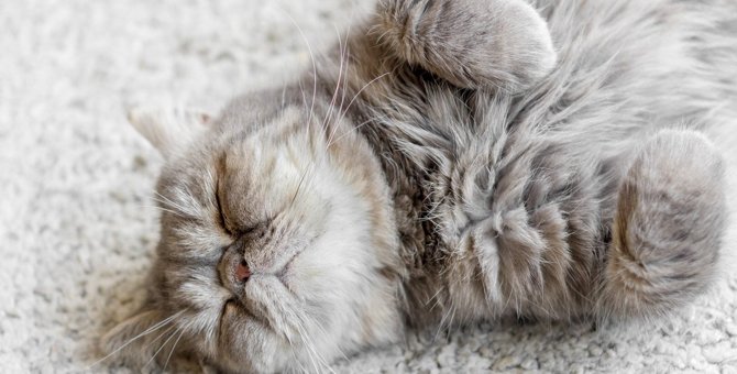 猫の『睡眠』を邪魔すると危険！3つのトラブルと睡眠環境の整え方