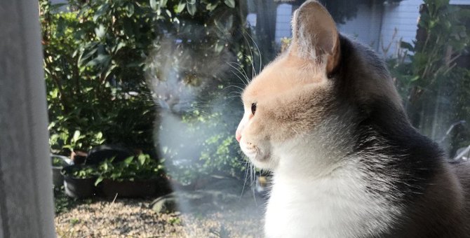 猫が『窓の外を眺めているとき』に考えていること3選