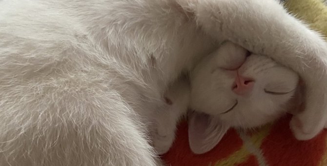 猫が『撫でられると眠くなる体の部位』4つ