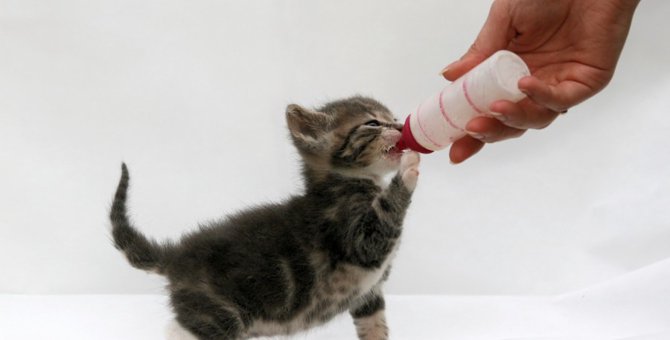 子猫に哺乳瓶でミルクを与える期間と正しい与え方