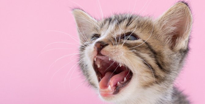 猫が『異常を訴えているときの鳴き声』4選！パターン別の対処法とは？